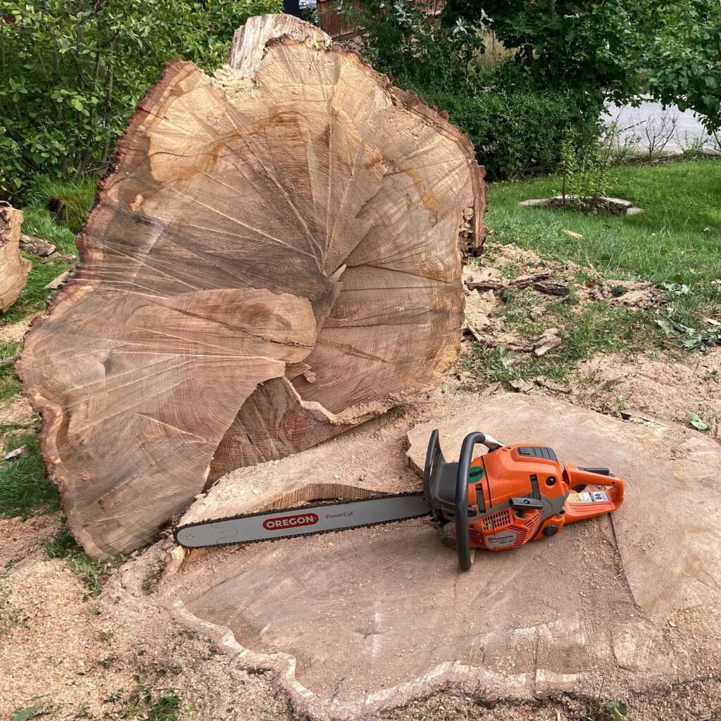 Woodpecker hjälper dig med säker trädfällning