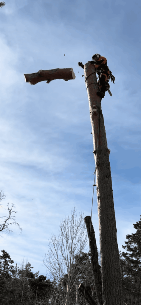 traditionell trädfällning